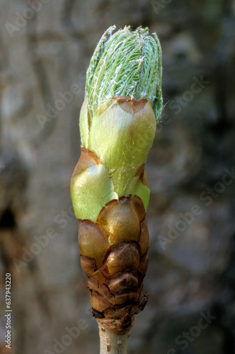 Aesculus hippocastaneus , Marronnier, bourgeon photo