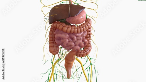 Human Digestive System Anatomy For Medical Concept 3D Rendering