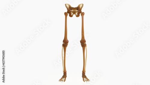 Human Skeleton Lower Limbs Anatomy 3D