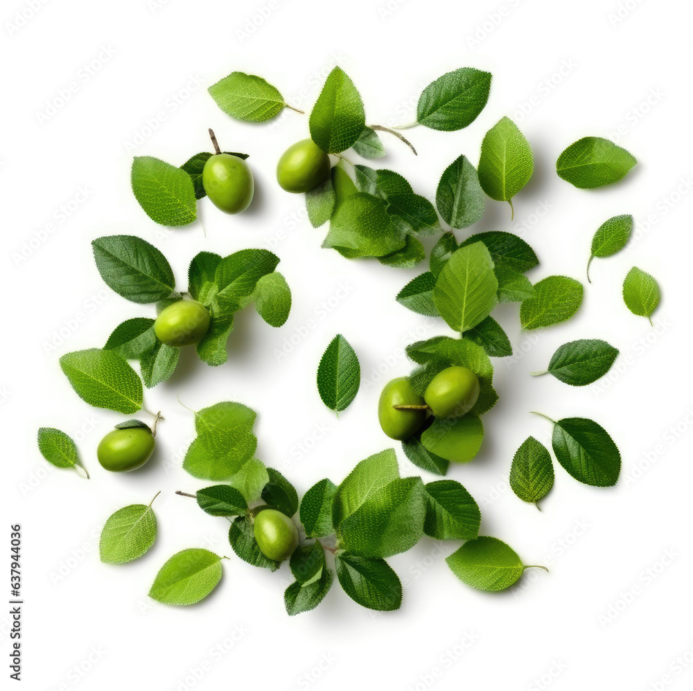 Green leaves of plum tree, isolated on white background Green leaves of plum tree, isolated on white background