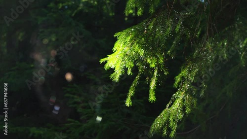 A web with a spider gently wavering from a wind on a sunny day in a shady forest
