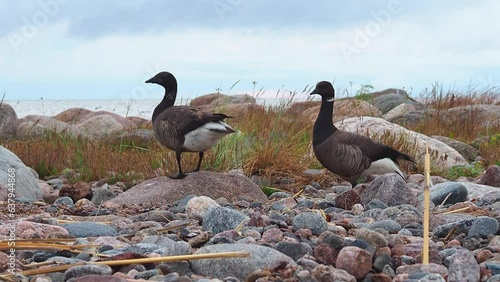 Ducks on the rocky seashore.