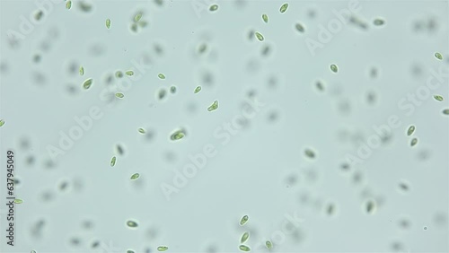 Unicellular algae Dunaliella salina under the microscope, Chlorophyta phylum, Volvocales order. Green in color, they live mainly in salty seas.