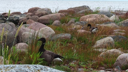 Ducks on the rocky seashore.