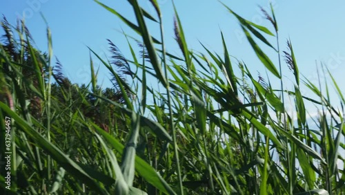 Thickets of reeds near the sea.