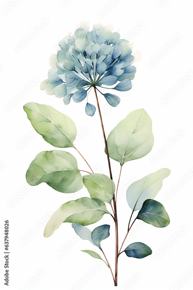 Watercolor blue hydrangea flower isolated on white background.