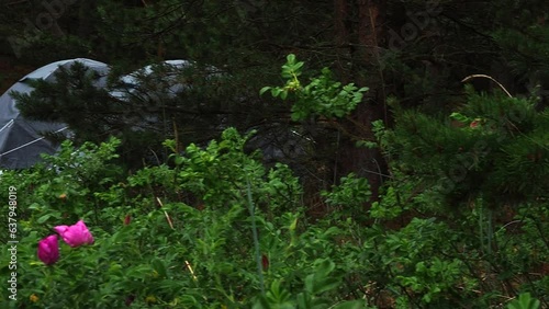 A forest camping in a tent.