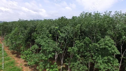 a high angle view of a large Hevea Brasiliensis rubber plantation area in Surat Thani, Thailand. The lush tropical forest full of many rubber trees in the south of Thailand. photo