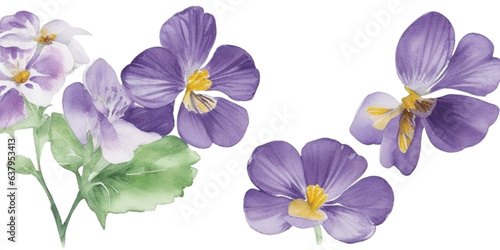 Watercolor Flora Collection: Viola Tricolor decoration, bouquet of flower