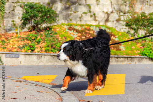 Bernese mountain dog walking in a park