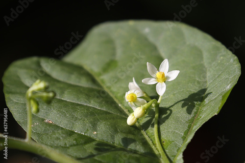 white flower on green leaf