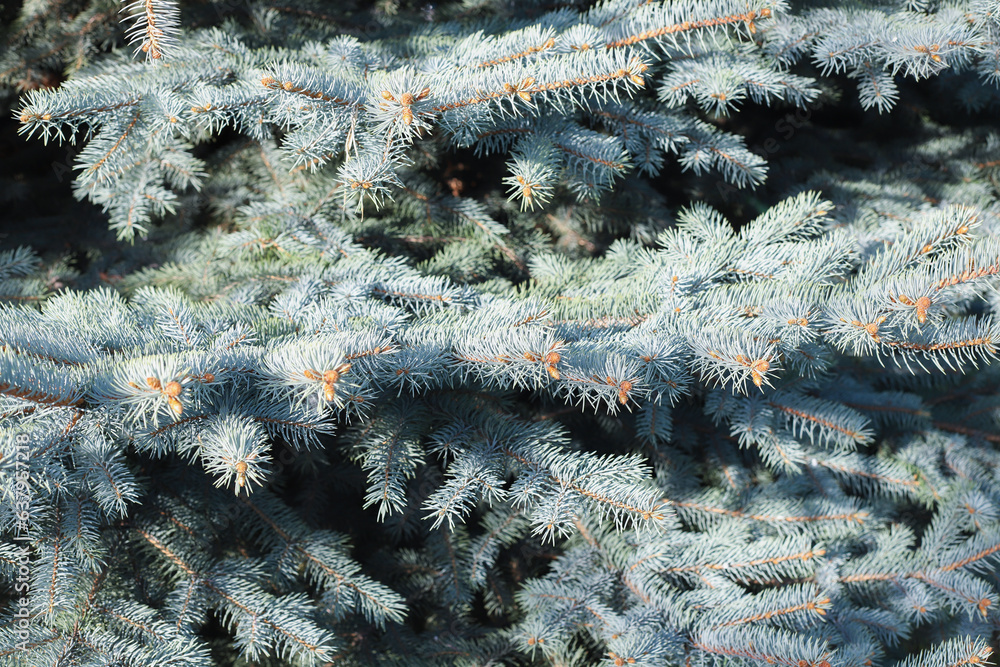 blue fir tree full frame texture background
