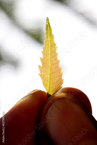 hand holding autumn leaf
