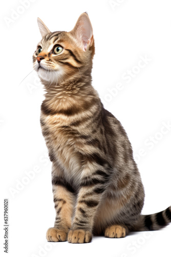 Tabby Cat Isolated On White