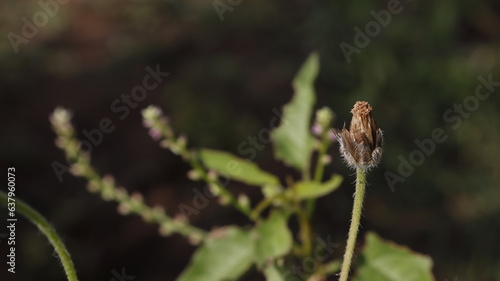 dried flower