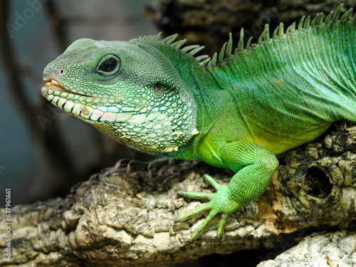 Closeup of Chinese water dragon  or Asian water dragon   Physignathus cocincinus  is a species of agamid lizard native to China and mainland Southeast Asia