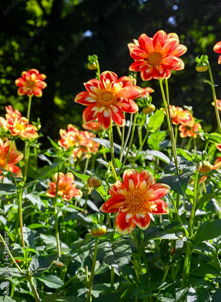 The dahlia (name, Pooh) in the dahlia garden Baden Baden near the lichtentaler alley. Baden Baden, Baden Wuerttemberg, Germany. The dahlia (name, Pooh) in the dahlia garden Baden Baden near the lichtentaler alley. Baden Baden, Baden Wuerttemberg, Germany.