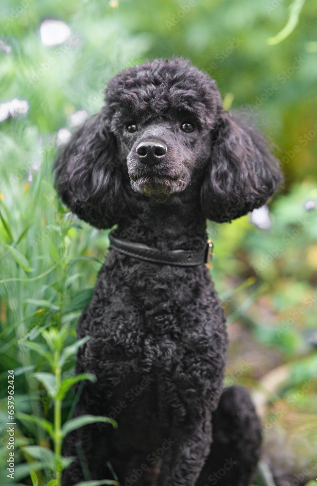 Portrait of a poodle dog. Curly black poodle. A pet Portrait of a poodle dog. Curly black poodle. A pet