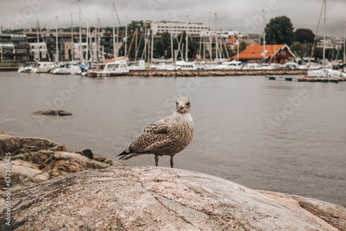 Mewa w porcie w Kristiansand, Norwegia, Skandynawia