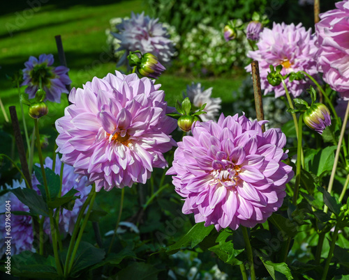 The dahlia  name   Almand s Joy  in the dahlia garden Baden Baden near the lichtentaler alley. Baden Baden  Baden Wuerttemberg  Germany