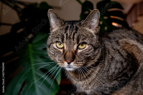 Fototapeta Naklejka Na Ścianę i Meble -  Black and gray tabby cat
