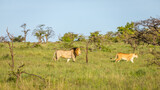 Male lion and lioness ( Panthera Leo Leo) walking by, Mara Naboisho Conservancy, Kenya.