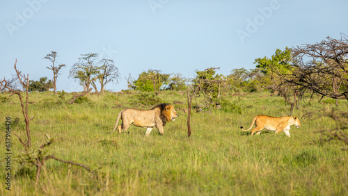 Male lion and lioness ( Panthera Leo Leo) walking by, Mara Naboisho Conservancy, Kenya.