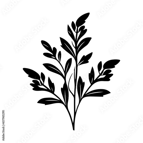 herb plant illustration