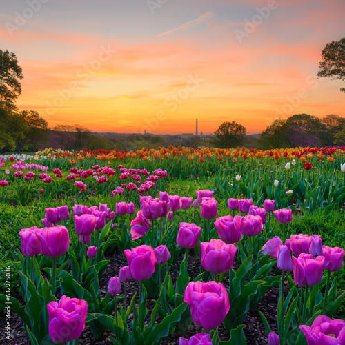 Tulips at Dawn at the Netherlands Carillon - 3 photo focus stack and one photo for the sky exposure