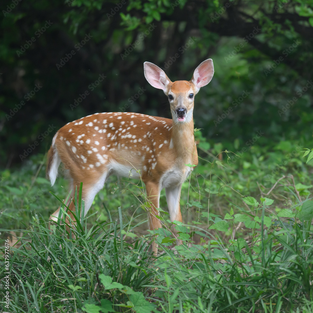 White-tailed Deer Fawn in my Neighbor's Yard White-tailed Deer Fawn in my Neighbor's Yard