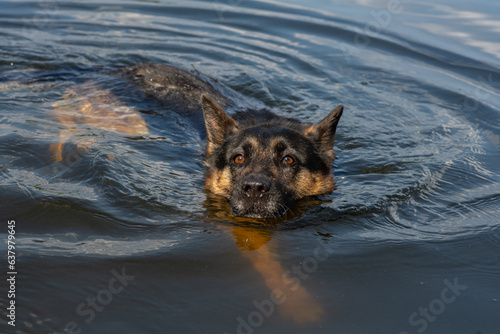 dog breed - german shepherd. Dog in the water. Swimming dog. Close-up. The dog performing the command - 