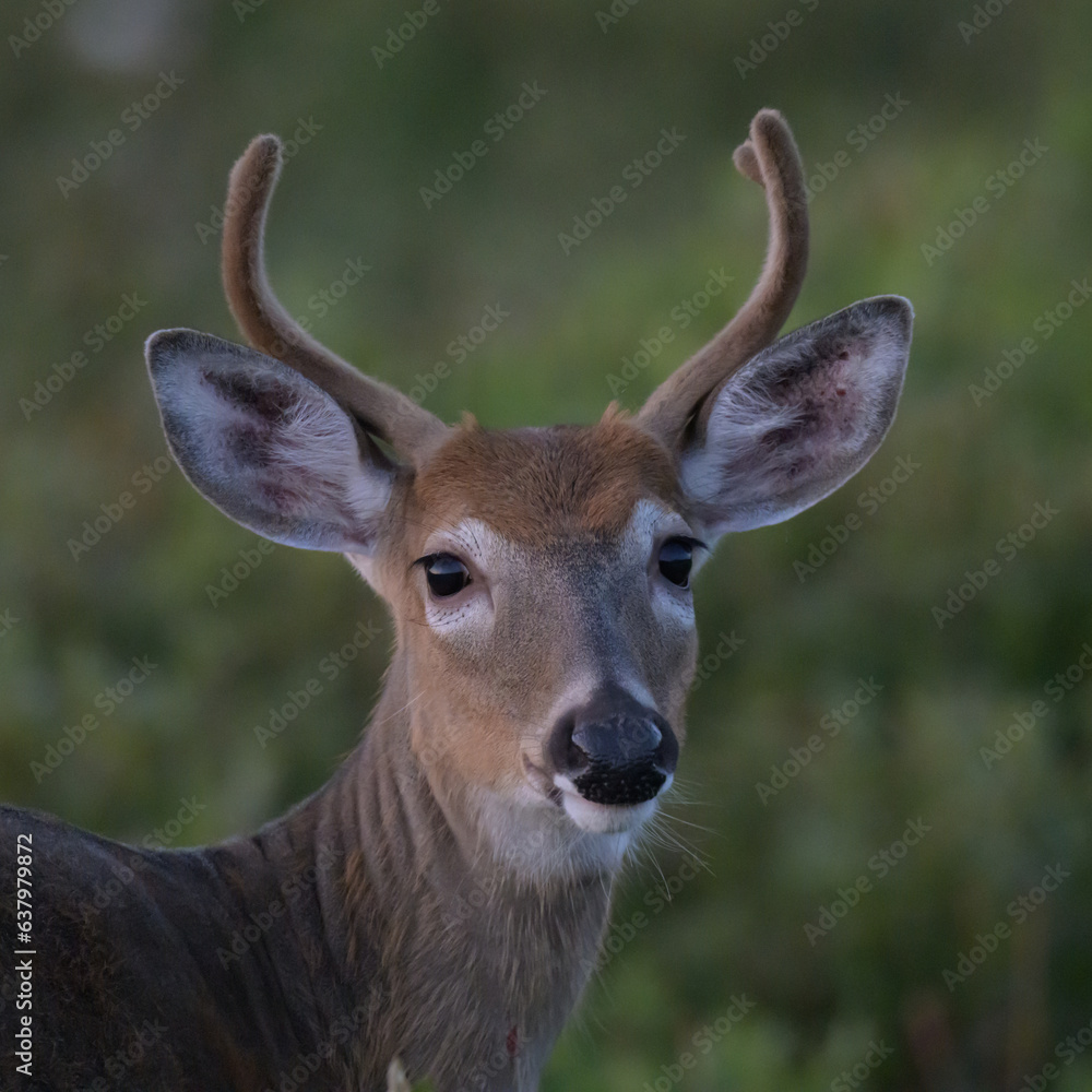 White Tailed Deer Buck in the Blue Light on a Summer Evening at Big Meadows White Tailed Deer Buck in the Blue Light on a Summer Evening at Big Meadows