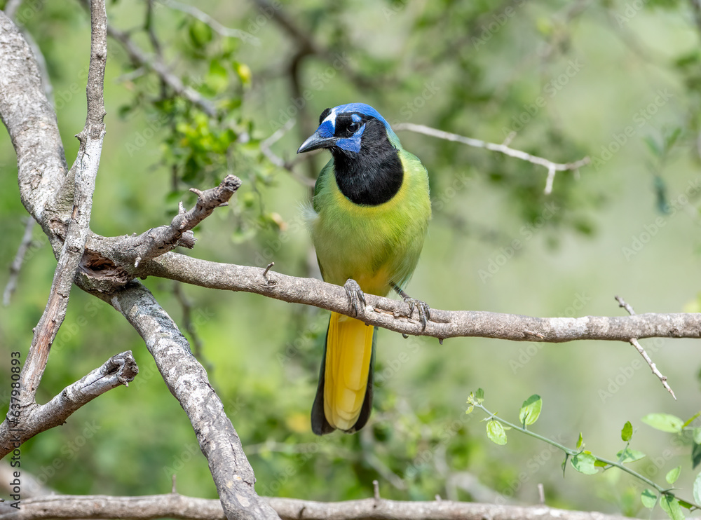 Green Jay Perched in a Texas Thicket Green Jay Perched in a Texas Thicket