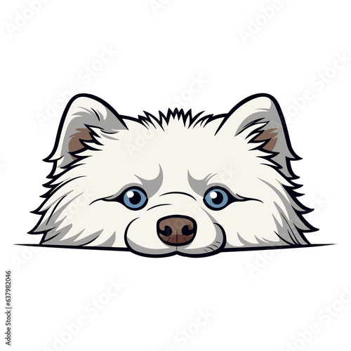 American Eskimo Dog peeps, Puppy Peeking Out from Behind Table with Copy Space © Ann