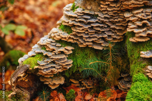 Mushroom Haven: Lush Forest Delights with Abundance of Tiny Fungi