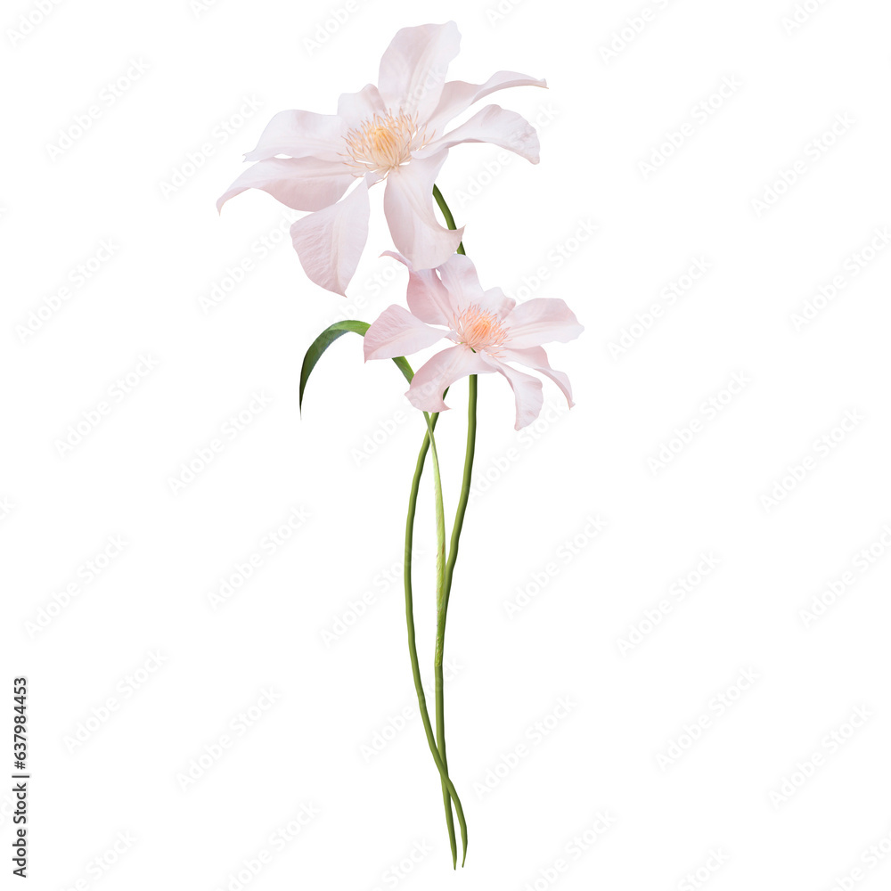 White Lily flower bouquet isolated on transparent background png Stock ...
