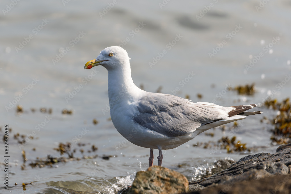 European herring gull (Larus argentatus) in the harbour on Juist, East Frisian Islands, Germany.