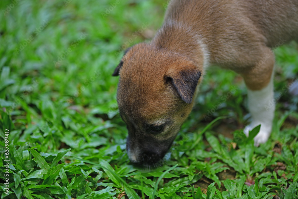 Small puppy sniffing the grass while playing in the garden - Captured at Galle Sri Lanka.
Small puppy sniffing the grass while playing in the garden - Captured at Galle Sri Lanka.