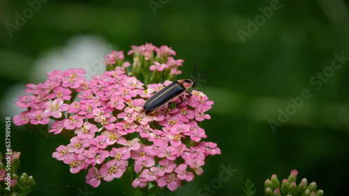 Firefly on a Pink Yarrow Flower