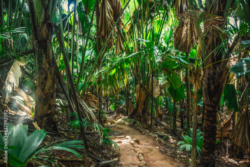 Path in the jungle in Vallee de Mai