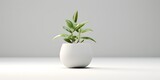 White background, a plant in a pot