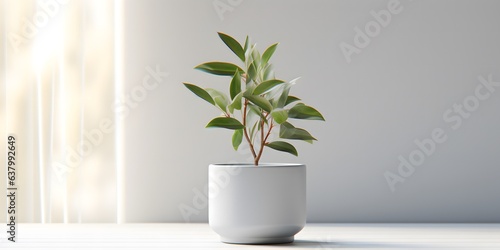 White background  a plant in a pot