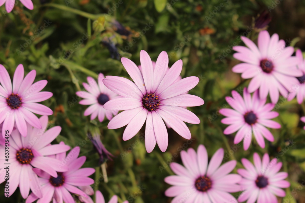 Obraz premium Bright Lights daisybushes aka African daisies (Osteospermum) bush with a single bloom centred