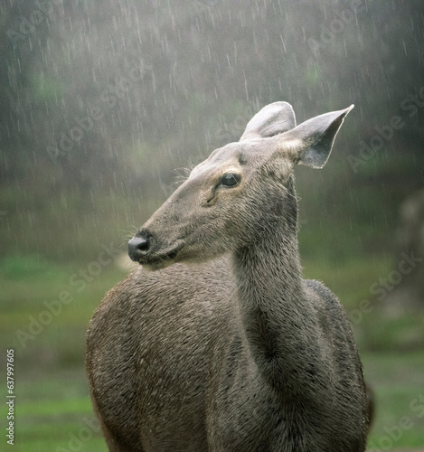Sambar Deer (Female) 