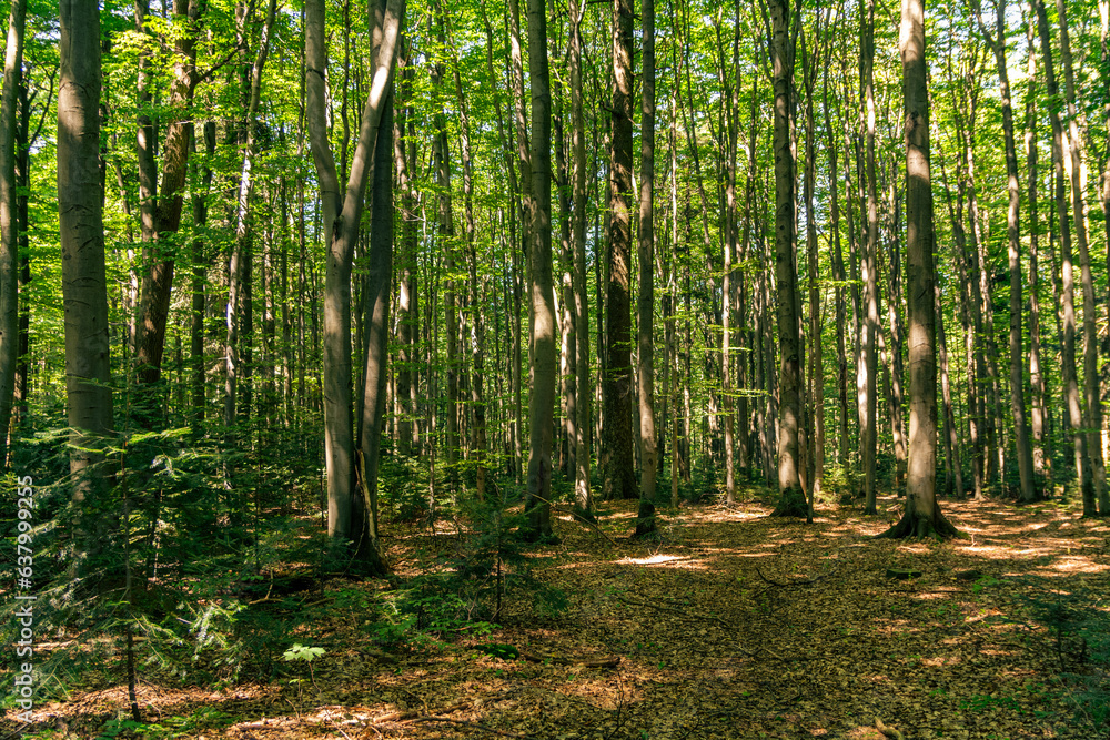 Obraz premium las liściasty w słoneczny dzień