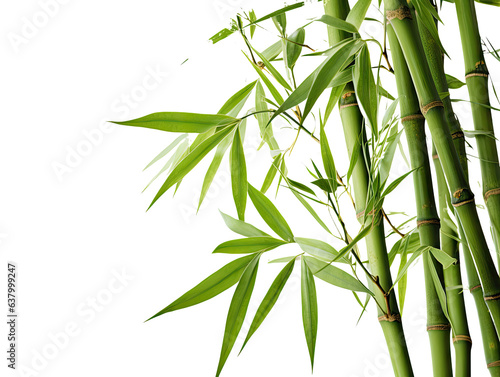 Detailed Bamboo Stalks © dasom
