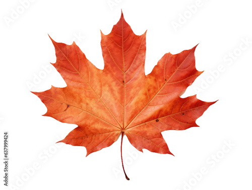 Detailed Maple Leaf