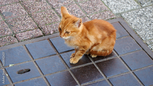  Staring Golden Little Kitten STREET CAT -orange kitten. Cute pet, animal friendship. hungry cat, need a food to eat (ex: fish, mouse, etc) and drinking water.