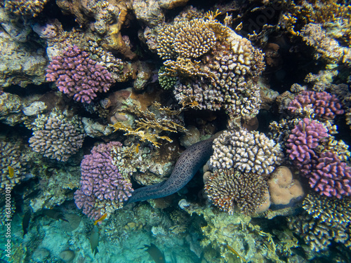 Large black moray in the coral reef of the Red Sea