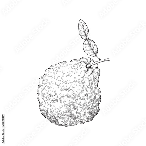 Kaffir lime fruit, bumpy sketch bergamot, seasoning for Asian cuisine. Recipe icon.